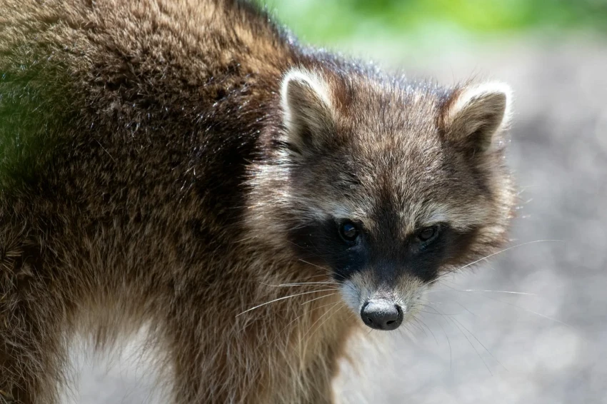 Is Raccoon Poop Dangerous? Health Risks in Florida Attics