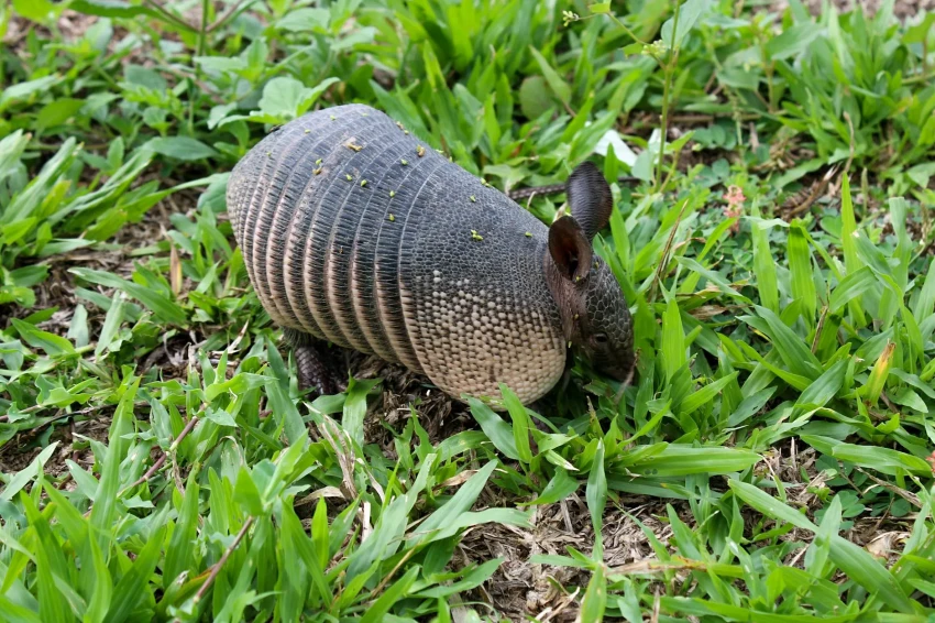 Armadillo Removal in Central Florida: Trapping, Laws, and Yard Damage