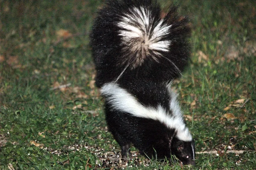 Skunk Removal in Central Florida — Smell, Den Sites, and Humane Eviction