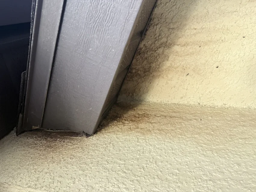  Bat Removal in Central Florida: Why You Should Schedule Your Bat Inspection Before August 15