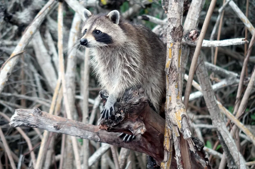How Much Does Wildlife Removal Cost in Central Florida?