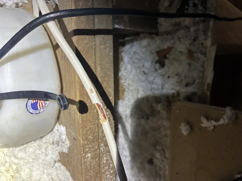 Rats in Your Attic Could Be More Dangerous Than You Think