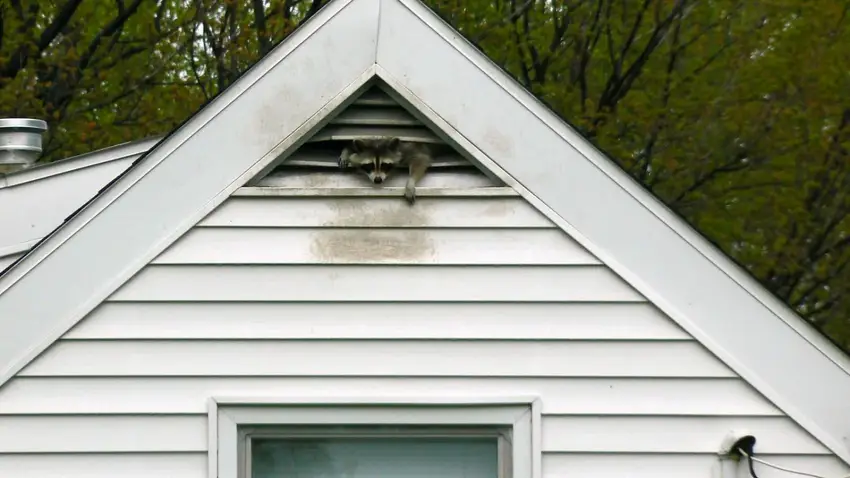 Stained gable vent on a white-sided house