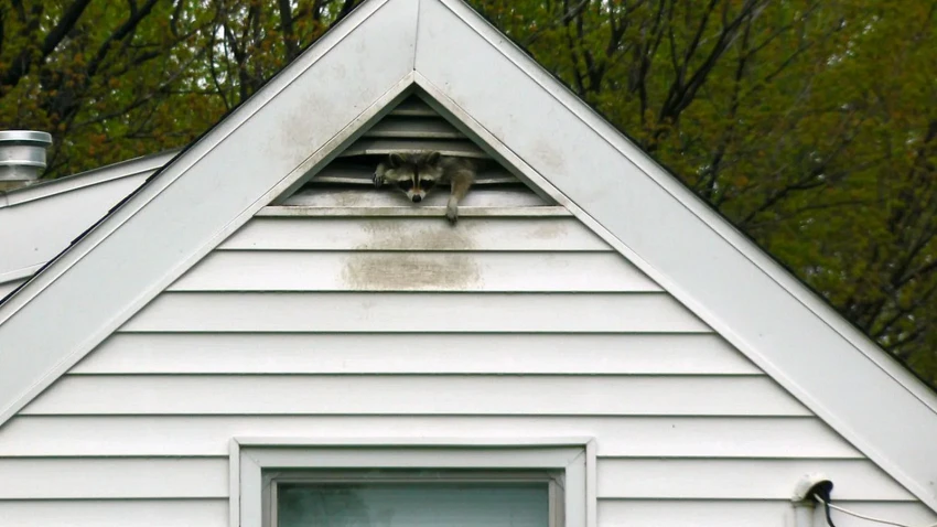 Florida Nuisance Wildlife Trapping Law, Species by Species
