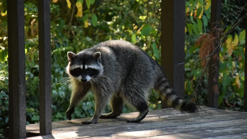 Florida Rabies Cases by County and Species, 2022 to 2025: Central Florida's Numbers From the Department of Health