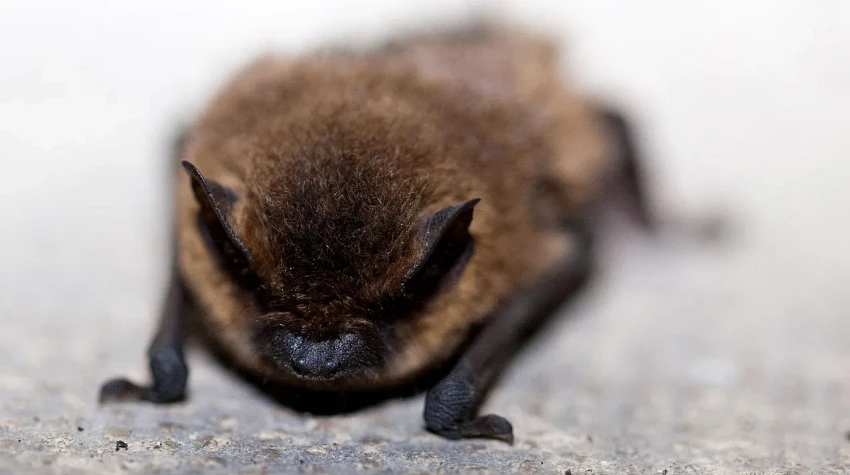 Florida Bat Removal Laws: What Homeowners Must Know Before Calling Anyone