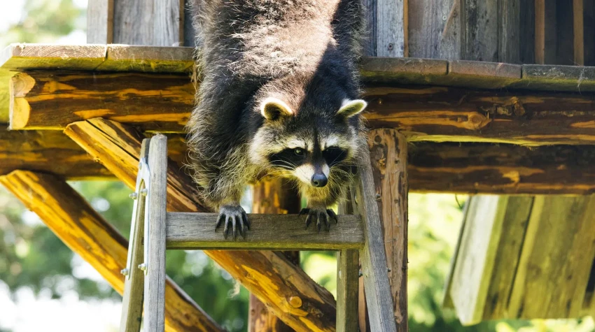Wildlife Control vs. Pest Control: Which One Do You Actually Need in Central Florida?