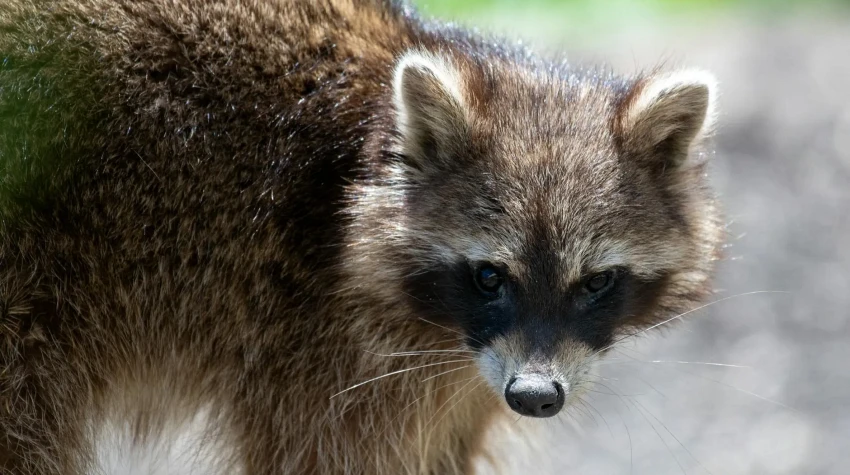 Is Raccoon Poop Dangerous? Health Risks in Florida Attics
