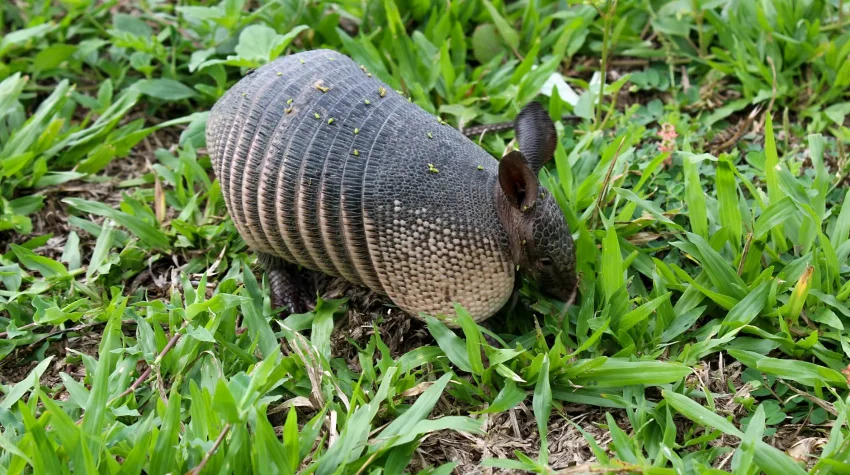 Armadillo Removal in Central Florida: Trapping, Laws, and Yard Damage
