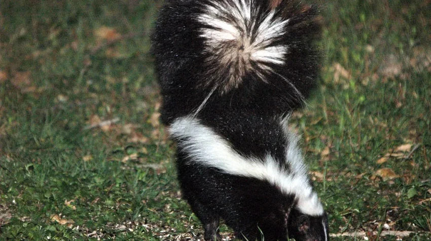 Skunk Removal in Central Florida — Smell, Den Sites, and Humane Eviction