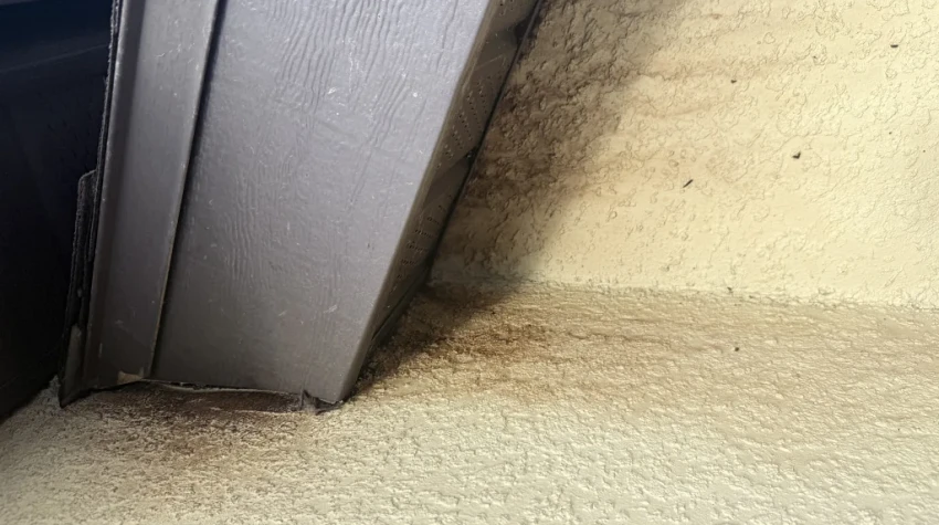 Bat Removal in Central Florida: Why You Should Schedule Your Bat Inspection Before August 15