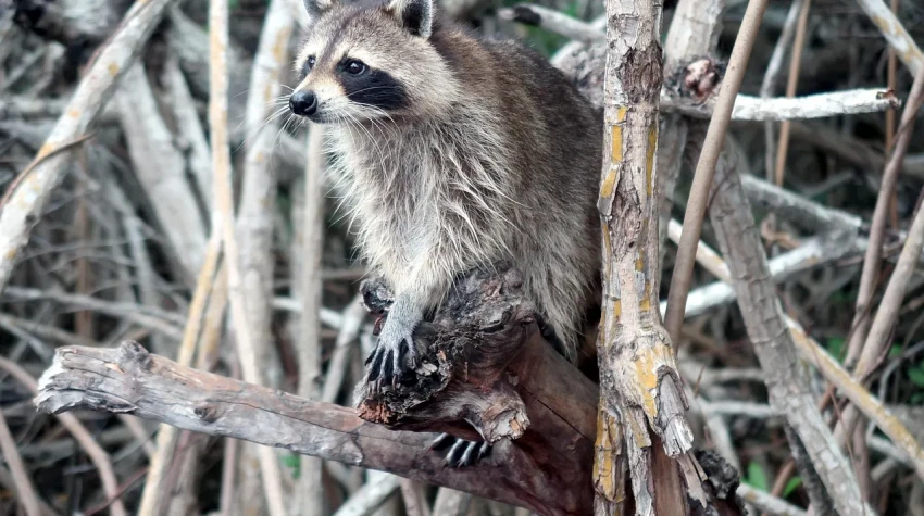 How Much Does Wildlife Removal Cost in Central Florida?