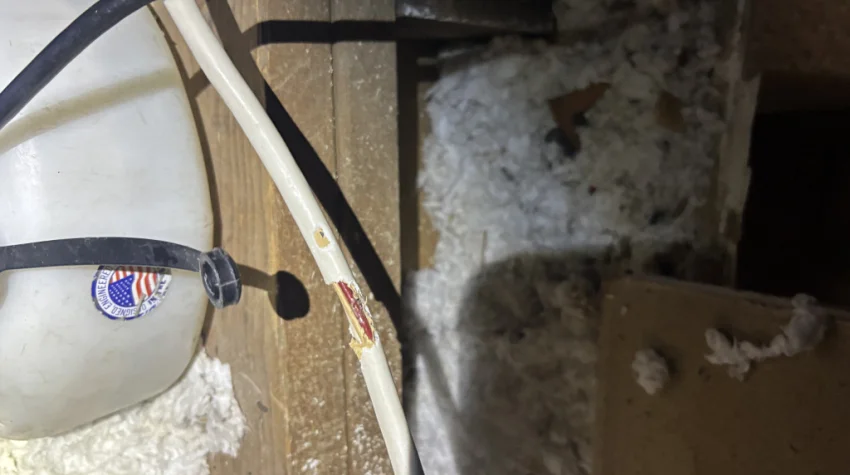 Rats in Your Attic Could Be More Dangerous Than You Think