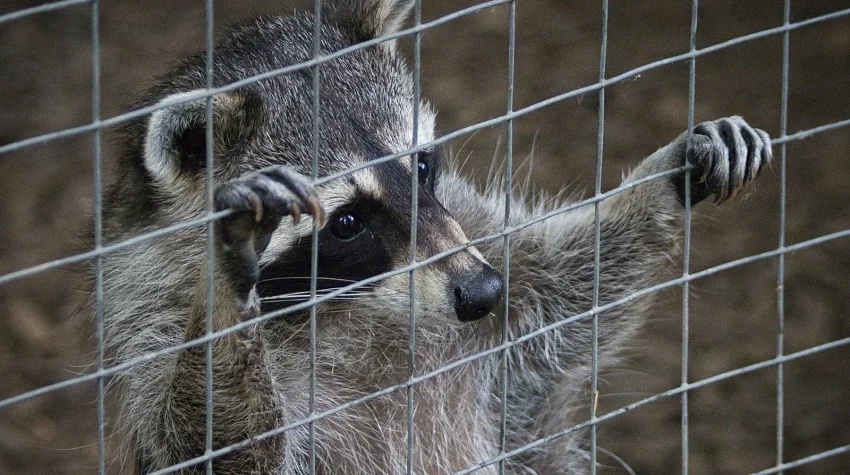 Florida Nuisance Wildlife Trapping Law, Species by Species