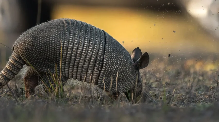 Armadillo Holes in Your Florida Yard: How to Tell, What They Mean, and What to Do
