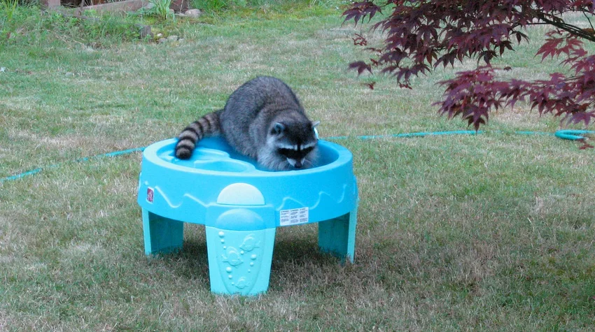 Florida Nuisance Wildlife Laws by Species: What a Homeowner May and May Not Do